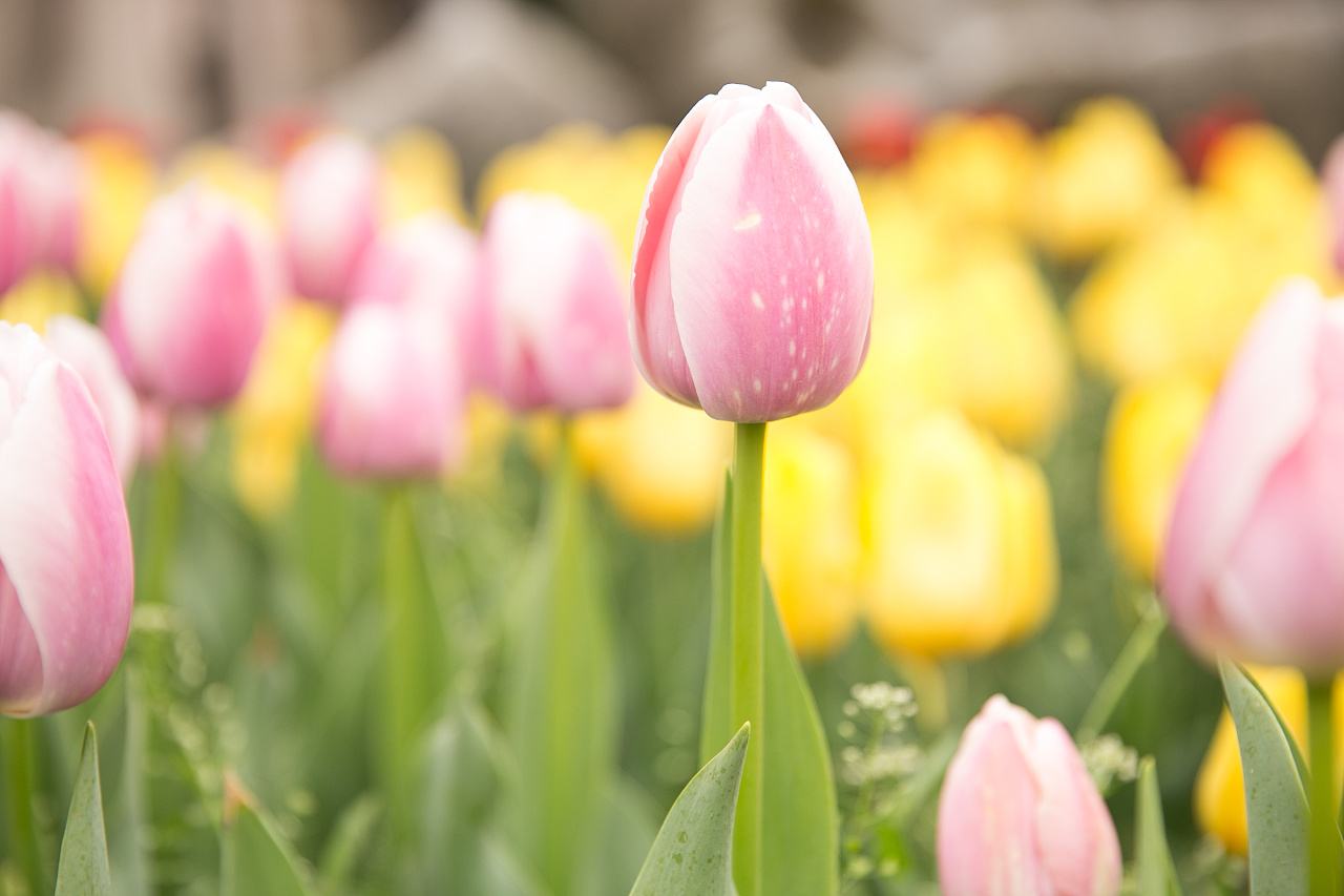 你家植物放對(duì)了嗎？新風(fēng)系統(tǒng)怎么樣